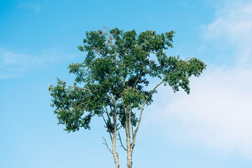 an aspen tree in the sky