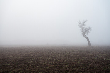 Landscape fog rural tree