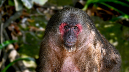 Macaques that inhabit one of the islands in Catemaco suffer from excess weight