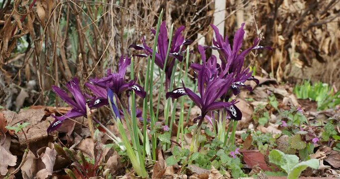 (Iris reticulata) Netted iris 'Pixie' - Dwarf iris - Golden netted iris - Reticulated iris. Spreading and pendent purple flowers atop of naked stems with basal pointed foliage ribbons-like 