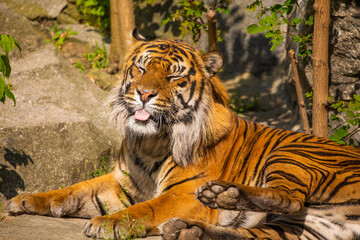critically endangered Sumatran tiger