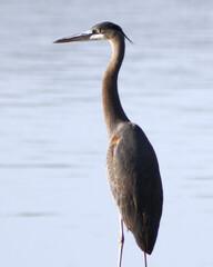 Great blue heron with neck outstretched and gazing out at the river