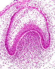 Developing tooth. Bell stage