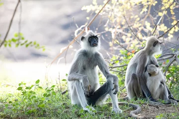 Foto op Aluminium black faced grey langur monkey in Yala National Park, Sri Lanka © Elena