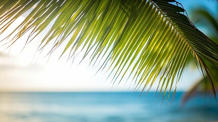 Fototapeta premium Palm leaf hanging over the ocean 