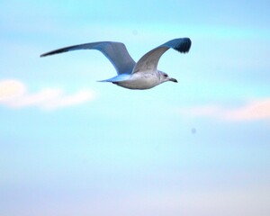 Seagull in flight