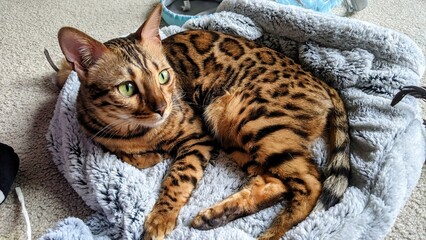Obraz premium Bengal Cat in Plush Bed with Green Eyes Alert and Curious