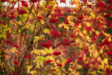 Red berries of viburnum in the wild - 753241036