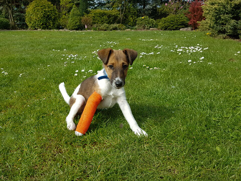 Smooth fox terrier with broken leg in plaster
