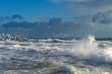 Obraz premium Les mouettes tournoient au-dessus d'un océan agité, sa mousse blanche dansant avec les vagues, sur la côte bretonne.