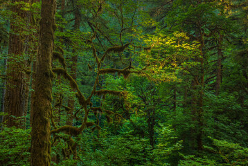 Obraz premium Light In A Dark Forest