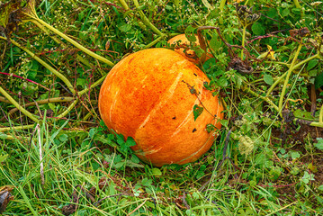 Single pumpkin growing in the garden - 753241614