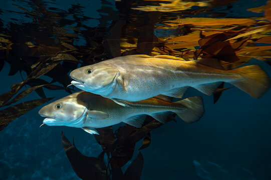 Atlantic Cod -  Gadus morhua