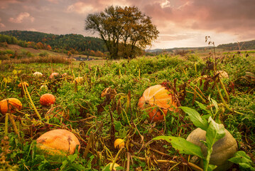 Pumpkins growing at the field, autumn landscape - 753242028