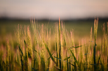 Ears of barley at sunset