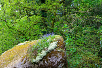 En forêt d'Huelgoat en Bretagne, un rocher revêtu de mousse lichen et paré de fleurs violettes offre une scène féerique, où la nature s'exprime en harmonie.