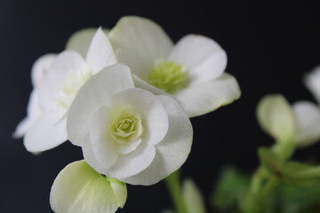 Naklejka na ściany i meble Begonia gracilis is a plant species in the family Begoniaceae. White begonia. 