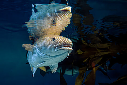 Atlantic Cod -  Gadus morhua