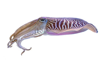Cuttlefish  - Sepia officinalis - isolated on white background