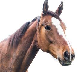 A brown and white horse with a white stripe on its face