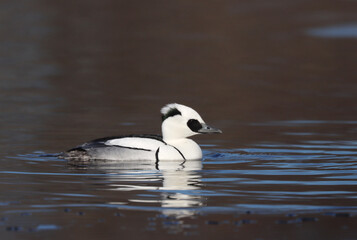 Smew, Mergellus albellus