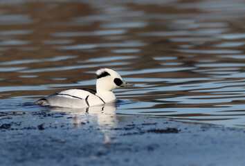 Smew, Mergellus albellus