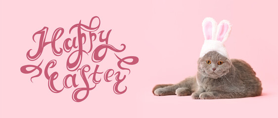 Cute Scottish Fold cat in bunny ears on pink background