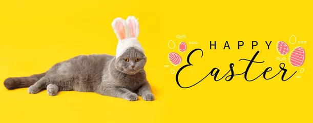 Foto op Canvas Cute Scottish Fold cat in bunny ears lying on yellow background © Pixel-Shot