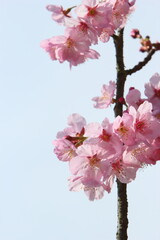 満開の陽光桜のクローズアップ　空背景