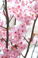 満開の陽光桜のクローズアップ　空背景