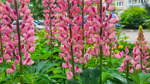 Beautiful pink lupines in a city flower bed