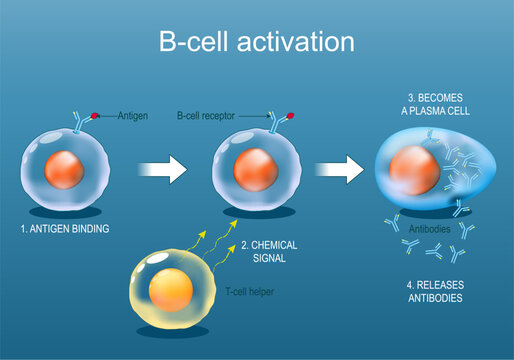 B-cell leukocyte activation by Antigen