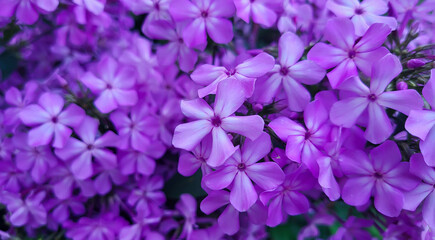 Beautiful lilac flowers phlox paniculate variety The Pride of Russia. - obrazy, fototapety, plakaty