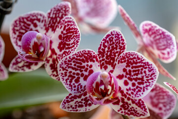 Phalaenopsis Asian Pearl orchid flowers macro