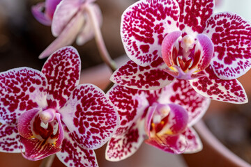 Phalaenopsis Asian Pearl orchid flowers macro