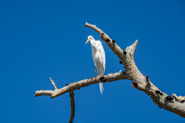 White Egret on Tree Branch