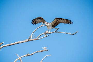 Osprey on a branch with fish