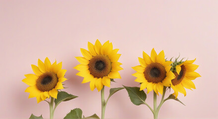 sunflowers on a yellow background