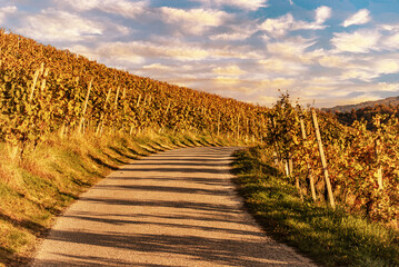 Vineyards row in Slovenia - 753251028