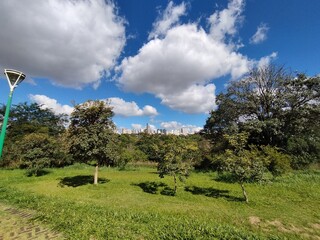 landscape with trees