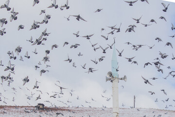 minaret pigeon