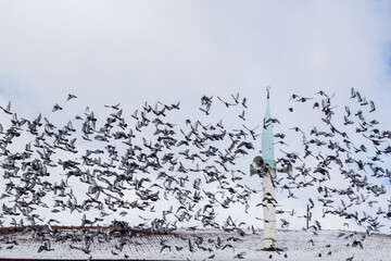 minaret pigeon