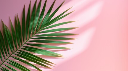 A palm tree with tropical leaves on a pink background with a place to copy text, an even layer of green tropical leaves. The concept of recreation, tourism, and sea travel.