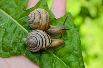snails on a leaf
