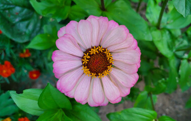 Obraz premium Decorative pink tsinia flower on a green flowerbed background