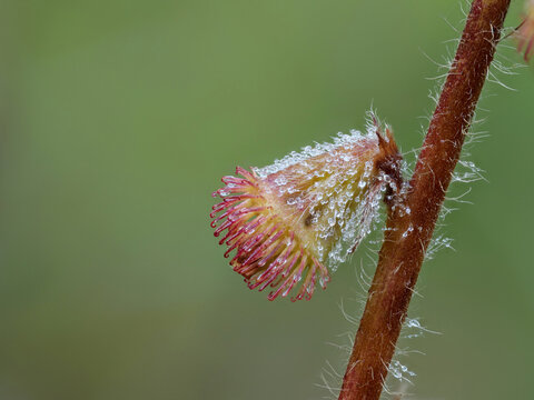 Frucht des Kleinen Odermennig (Agrimonia eupatoria)