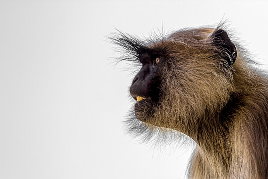 Close-up portrait of a gray langur looking away. Bengal sacred langur (Semnopithecus entellus, Northern plains gray) lives in the tropics in India. Wildlife, nature, animal, motherhood.