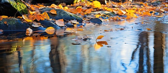 Tranquil Puddle with Floating Leaves Reflecting Nature's Serenity and Beauty - obrazy, fototapety, plakaty