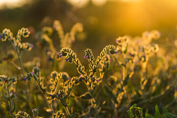 flowers in the field