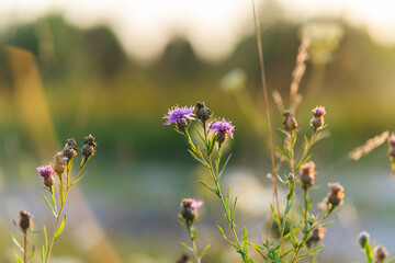 flowers in the field